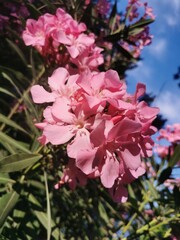 Blooming pink aleander on a natural background. Blooming pink aleander in a natural environment.