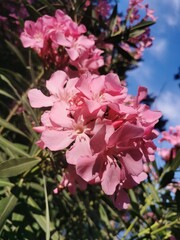 Blooming pink aleander on a natural background. Blooming pink aleander in a natural environment.