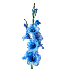 Blue Gladiolus Cut Out