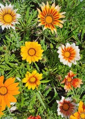 Yellow flower in natural environment. Yellow flower on natural background.