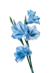 Blue Gladiolus Cut Out
