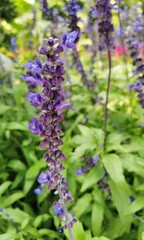 Lavender flowers on natural background. Lavender flowers in natural environment.