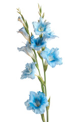 Blue Gladiolus Cut Out