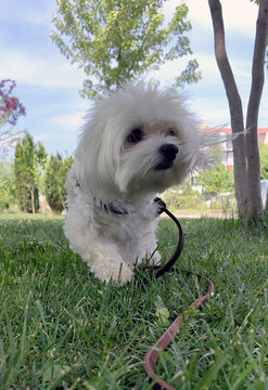 malteese terrier