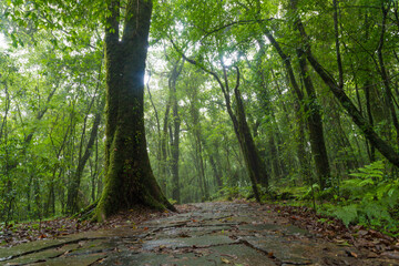 Mawphlang Sacred forest or lawkyntang is an ancient forest preserved by the local khasi people near shillong meghalaya green mossy forest in India.
