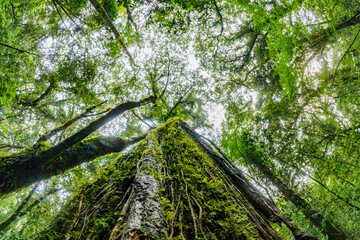 Obraz premium Mawphlang Sacred forest or lawkyntang is an ancient forest preserved by the local khasi people near shillong meghalaya green mossy forest in India.