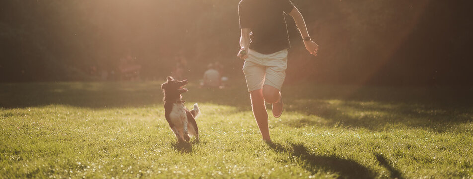 cute stabyhoun rare dutch breed dog running with a person on a field in the park at sunset