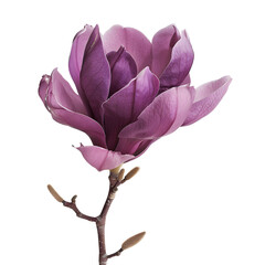 Purple magnolia flower isolated on white background