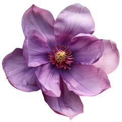 Naklejka premium Purple magnolia flower isolated on white background
