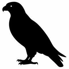 Fototapeta premium Falcon vector illustration, bird isolated on white, Falcon silhouette, Falcon vector art 