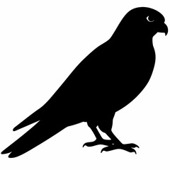 Kestrel vector illustration, bird  isolated on white, Kestrel silhouette, Kestrel vector art