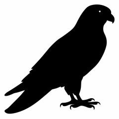 Kestrel vector illustration, bird  isolated on white, Kestrel silhouette, Kestrel vector art