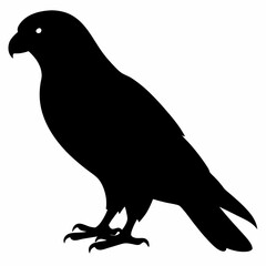 Kestrel vector illustration, bird  isolated on white, Kestrel silhouette, Kestrel vector art