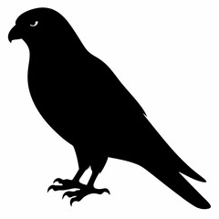 Kestrel vector illustration, bird  isolated on white, Kestrel silhouette, Kestrel vector art