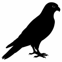 Kestrel vector illustration, bird  isolated on white, Kestrel silhouette, Kestrel vector art