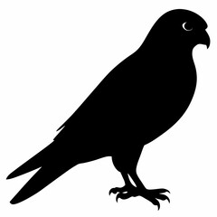 Kestrel vector illustration, bird  isolated on white, Kestrel silhouette, Kestrel vector art