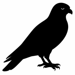 Kestrel vector illustration, bird  isolated on white, Kestrel silhouette, Kestrel vector art