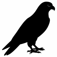 Kestrel vector illustration, bird  isolated on white, Kestrel silhouette, Kestrel vector art