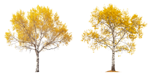 high quality aspen trees isolated on transparent or white background