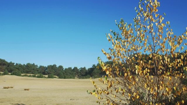 Unique place in Belgium, the Lommel Sahara with its sandy beach and woodland in the autumn light