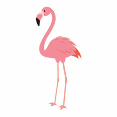 Pink flamingo on white background vector (14)