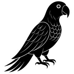 Parrot vector illustration, bird  isolated on white, Parrot silhouette, Parrot vector art