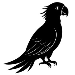 Parrot vector illustration, bird  isolated on white, Parrot silhouette, Parrot vector art