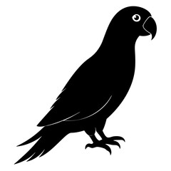 Parrot vector illustration, bird  isolated on white, Parrot silhouette, Parrot vector art