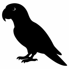 Parrot vector illustration, bird  isolated on white, Parrot silhouette, Parrot vector art