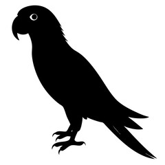 Parrot vector illustration, bird  isolated on white, Parrot silhouette, Parrot vector art