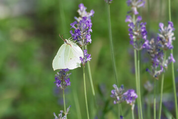 Common brimstone butterfly (Gonepteryx rhamni) sitting on lavender in Zurich, Switzerland