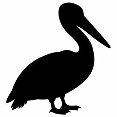 Pelican vector illustration, bird  isolated on white, Parrot silhouette, Parrot vector art