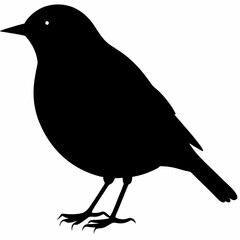 Warbler vector illustration, bird  isolated on white, Warbler silhouette, Warbler vector art