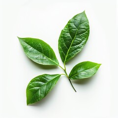 Obraz premium green_leaves_isolated_on_white_background