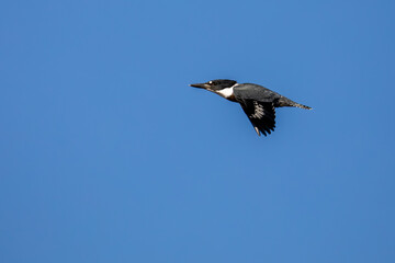 Belted Kingfisher (Megaceryle alcyon) female, flying through a blue sky with copy space