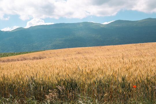 Campagne du pays de Gex , France
