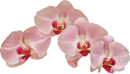 Naklejka premium pink orchid in white background