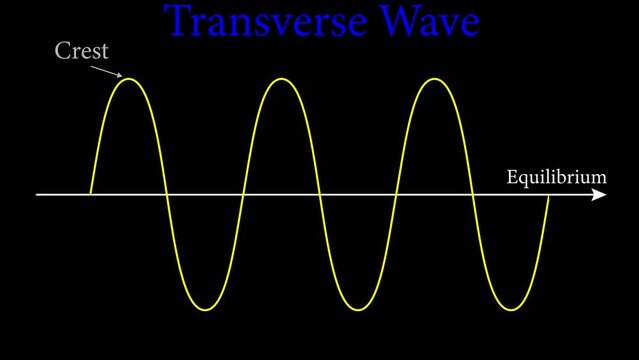 Video of transverse wave presentation . Crest, trough, wavelength and amplitude 