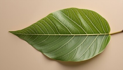 Obraz premium green leaf on a black background
