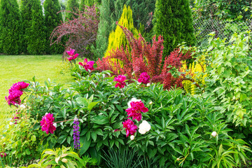  Alpine slide in the garden in summer. Ornamental plants and bright white and purple peonies. 