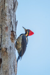 Brazilian Savannah Bird 
The birds of Brazil are very beautiful and have many colors