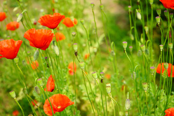 Close up view of Red Poppy Plant