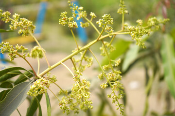 Newly grown mango flower during season