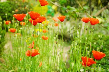 Red Poppy flower background
