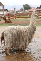Vicugna Pacos, alpaca suri - Pérou © Manon