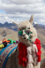 Lama au sommet de la montagne arc-en-ciel - Pérou © Manon