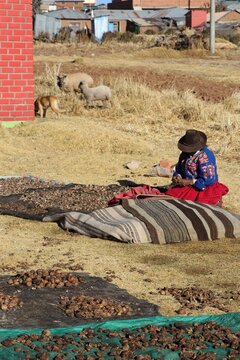 Fermi&egrave;re p&eacute;ruvienne r&eacute;colte la pomme de terre - Lac Titicaca 