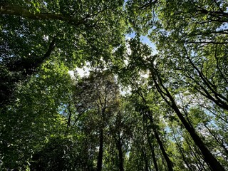Fototapeta premium Beautiful trees with green leaves growing in park, bottom view
