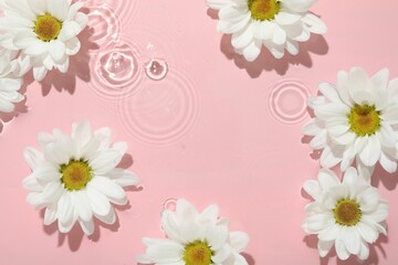 Beautiful daisy flowers in water on pink background, top view. Space for text