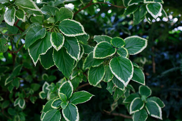 Green leaves with white edges close up